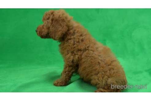 成約済の東京都のトイプードル-154178の6枚目